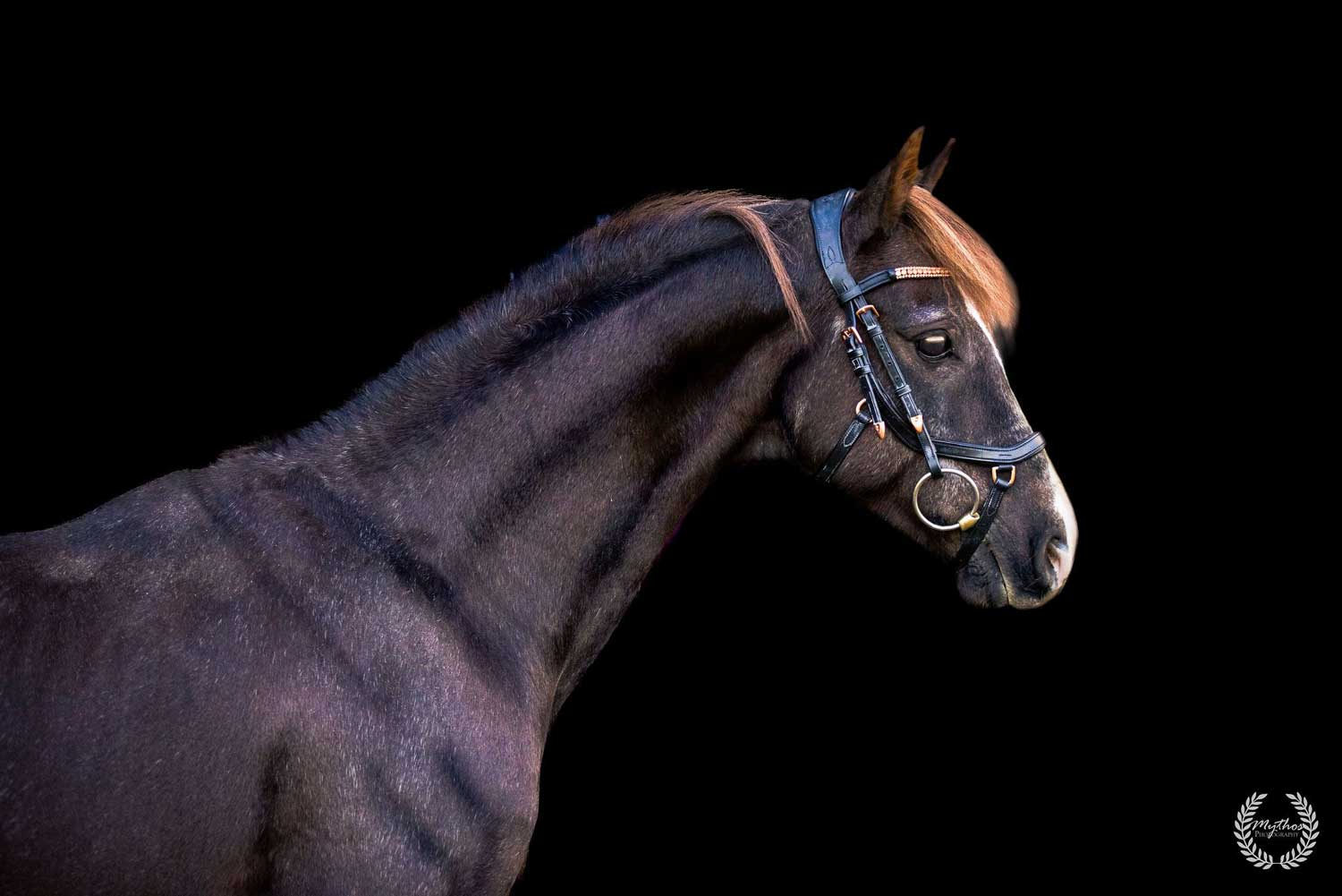Clear Creek Zeus