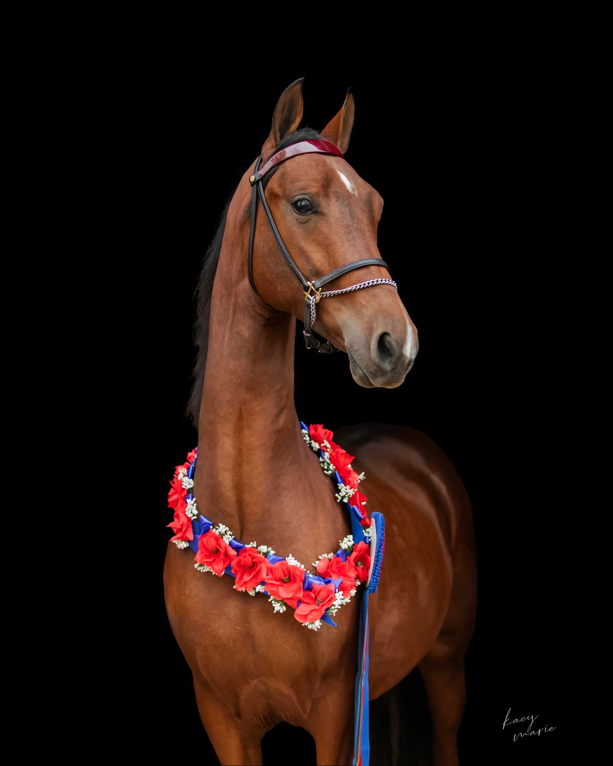 Libretto's As You Wish, by CBMF Crown Prince GCH