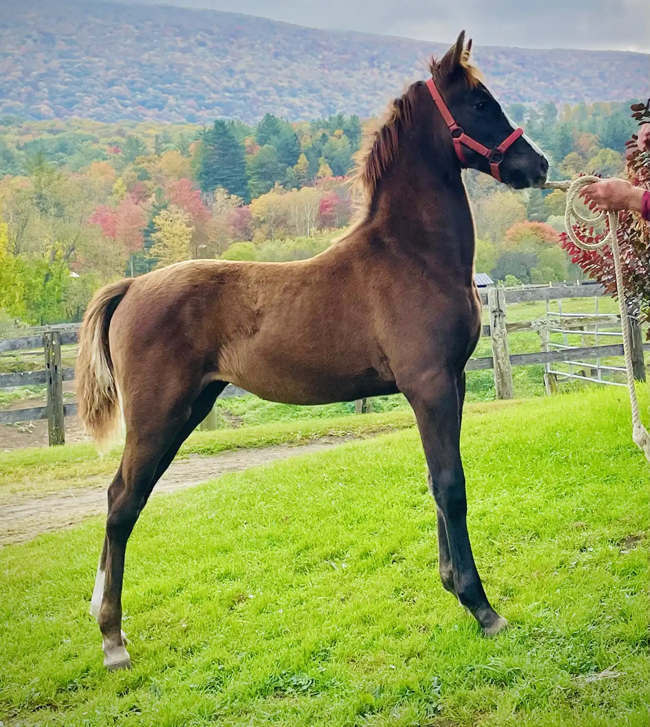 2024 Filly by Townshend Mark The Date