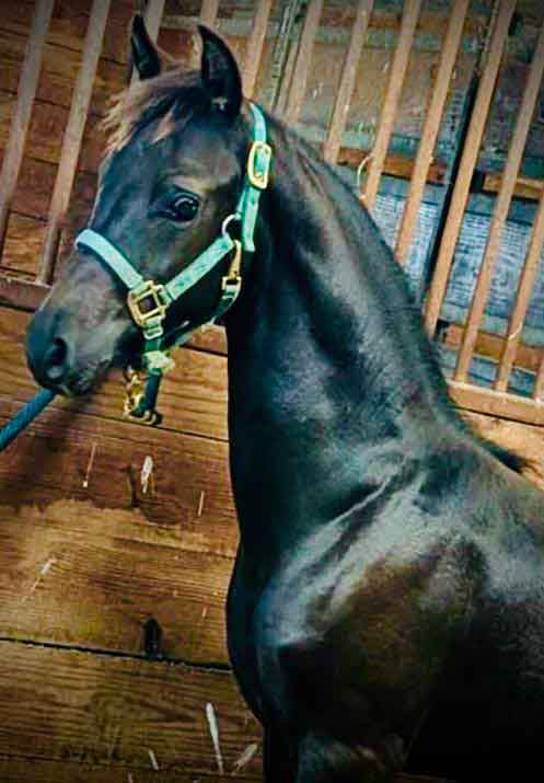 sired by equinox heirosmith