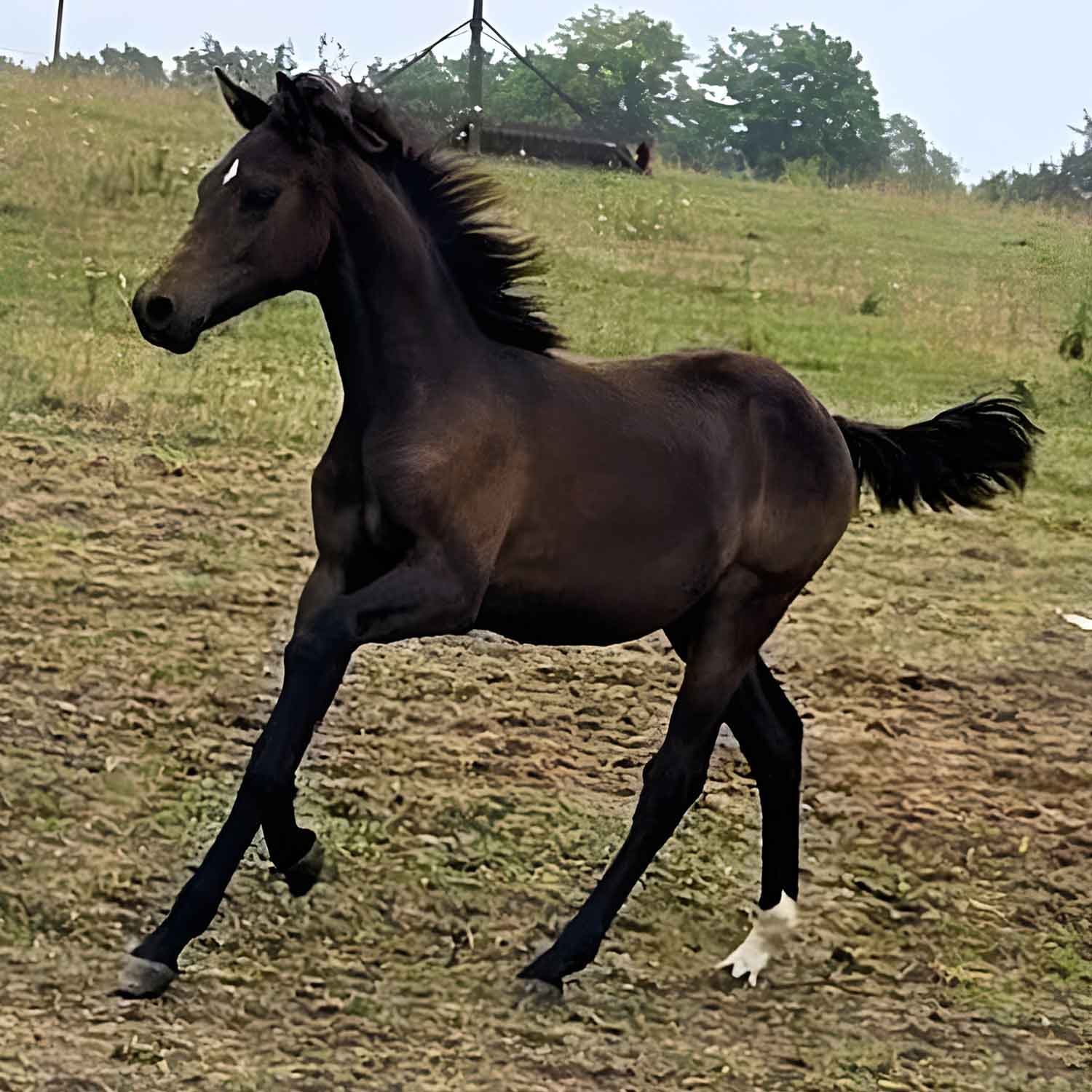 HRFM Entitled Yankee Lad, by Entitled
