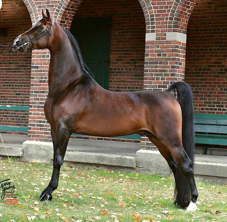 The Latest Trend JY GCH