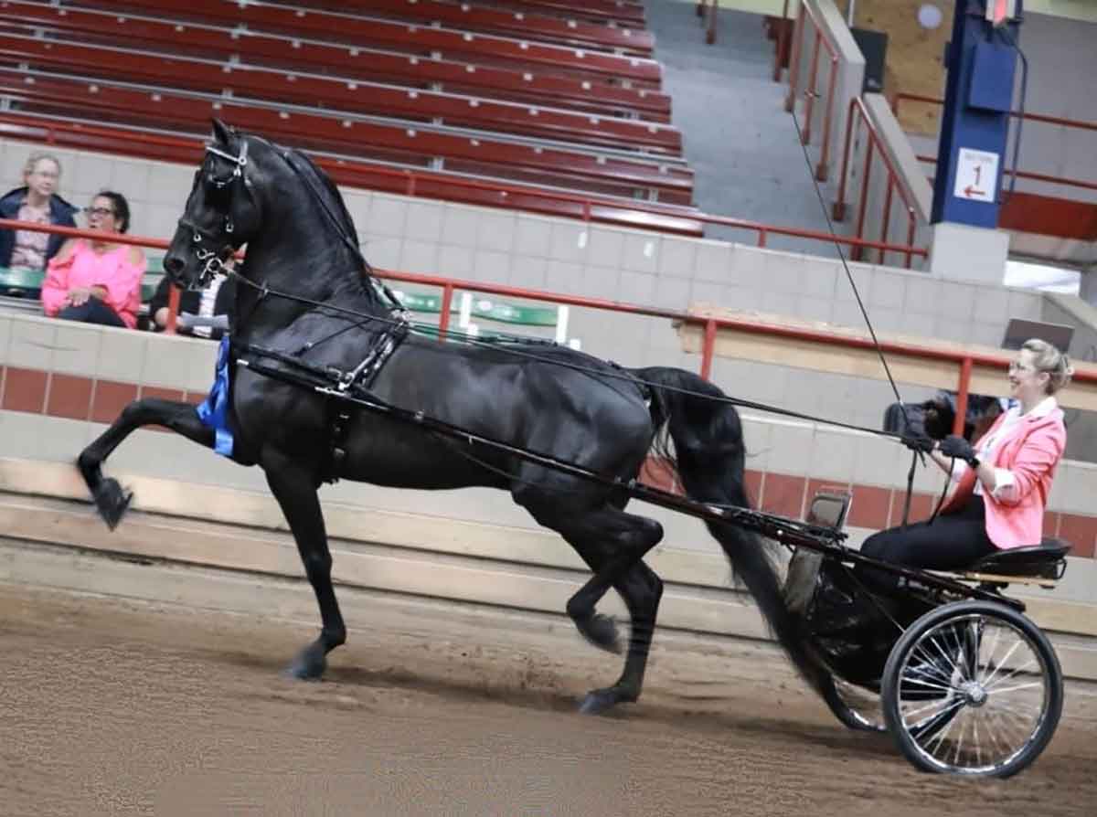 wvs full throttle