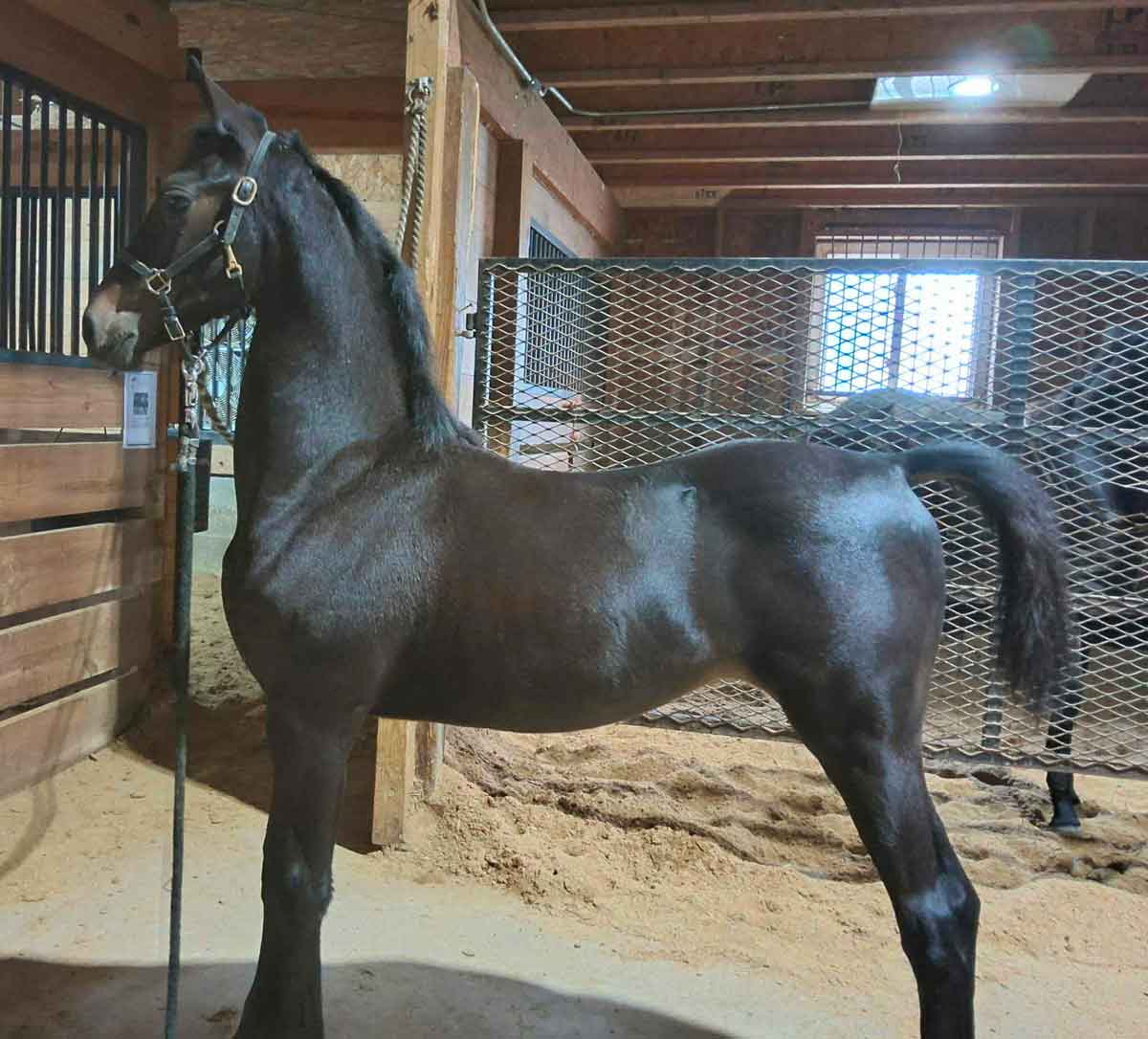 foal by vdm kobalt