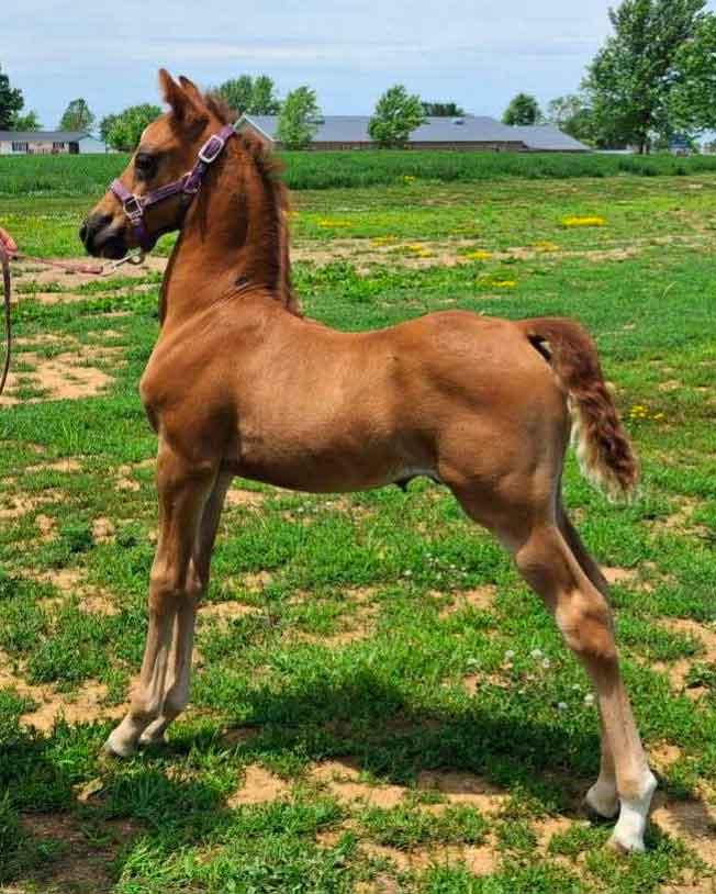 Foal by VDM Kobalt