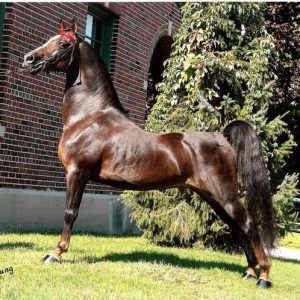 Equinox Heir Of Courage