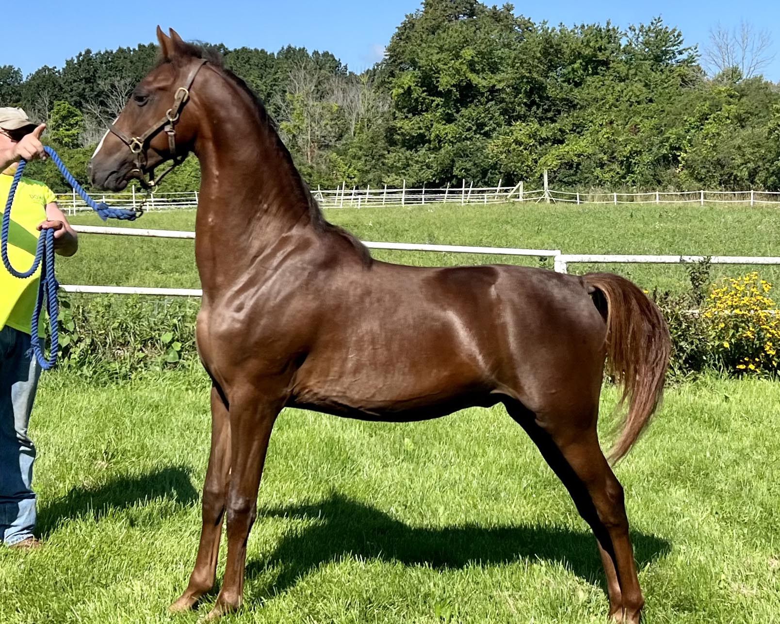 Brigantine - Image 14