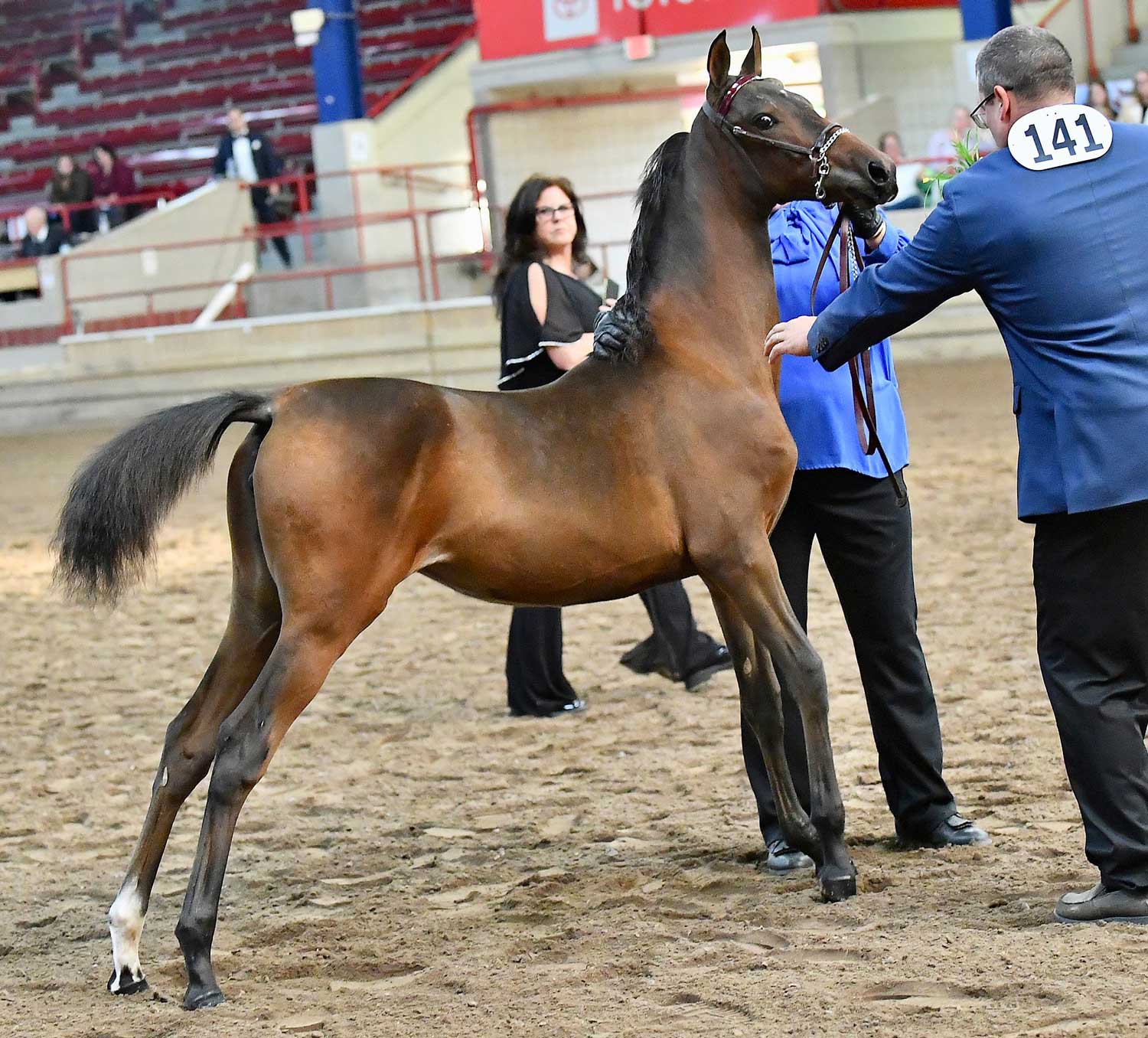 Brigantine - Image 16