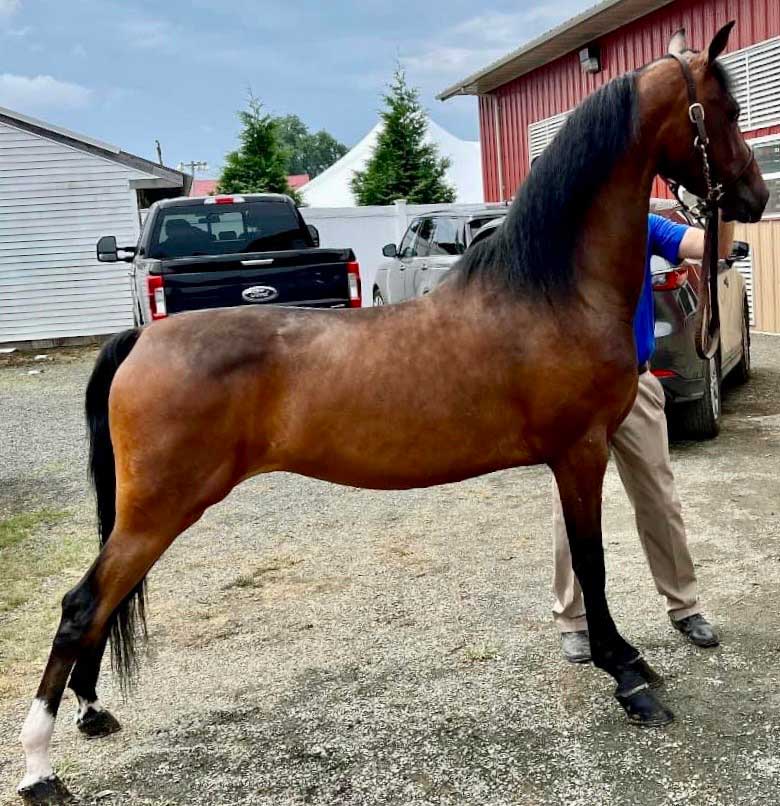 Brigantine - Image 17