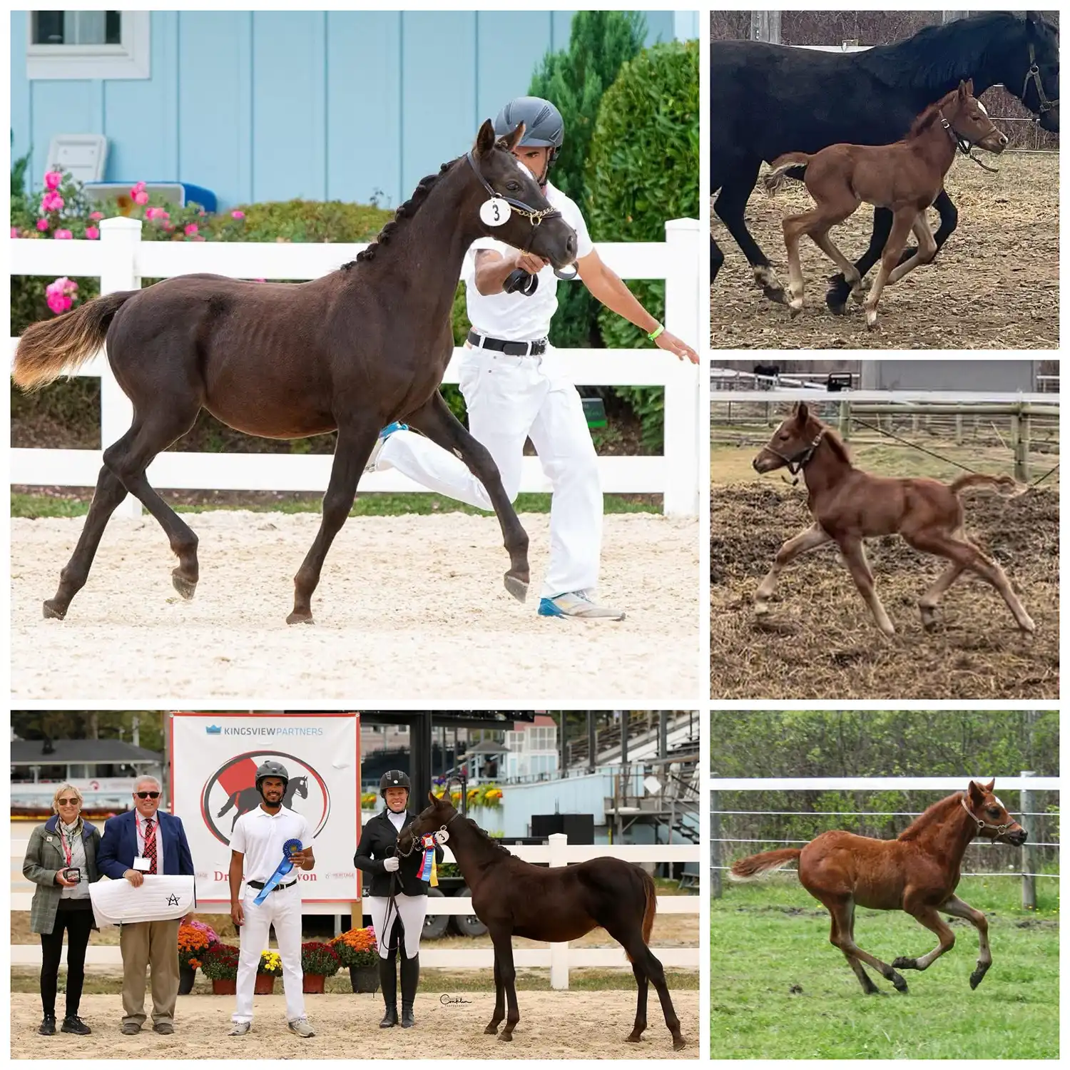 Clear Creek Zeus - Image 4