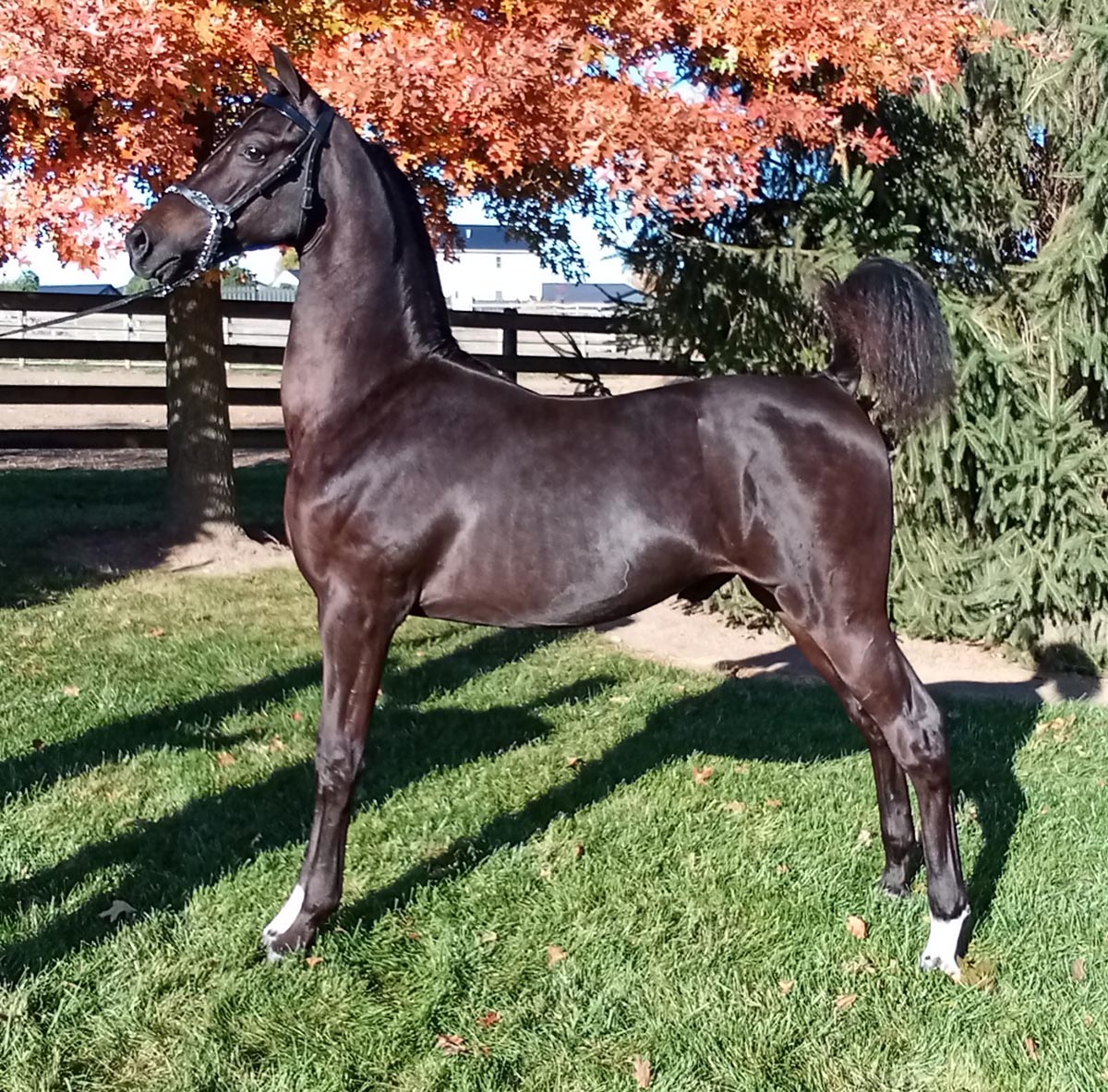 Her More Demand A Rose, by On Demand