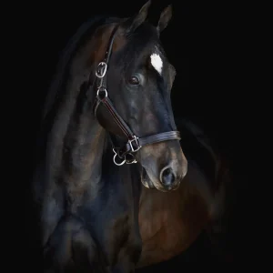 InGate's Eye Of The Tiger