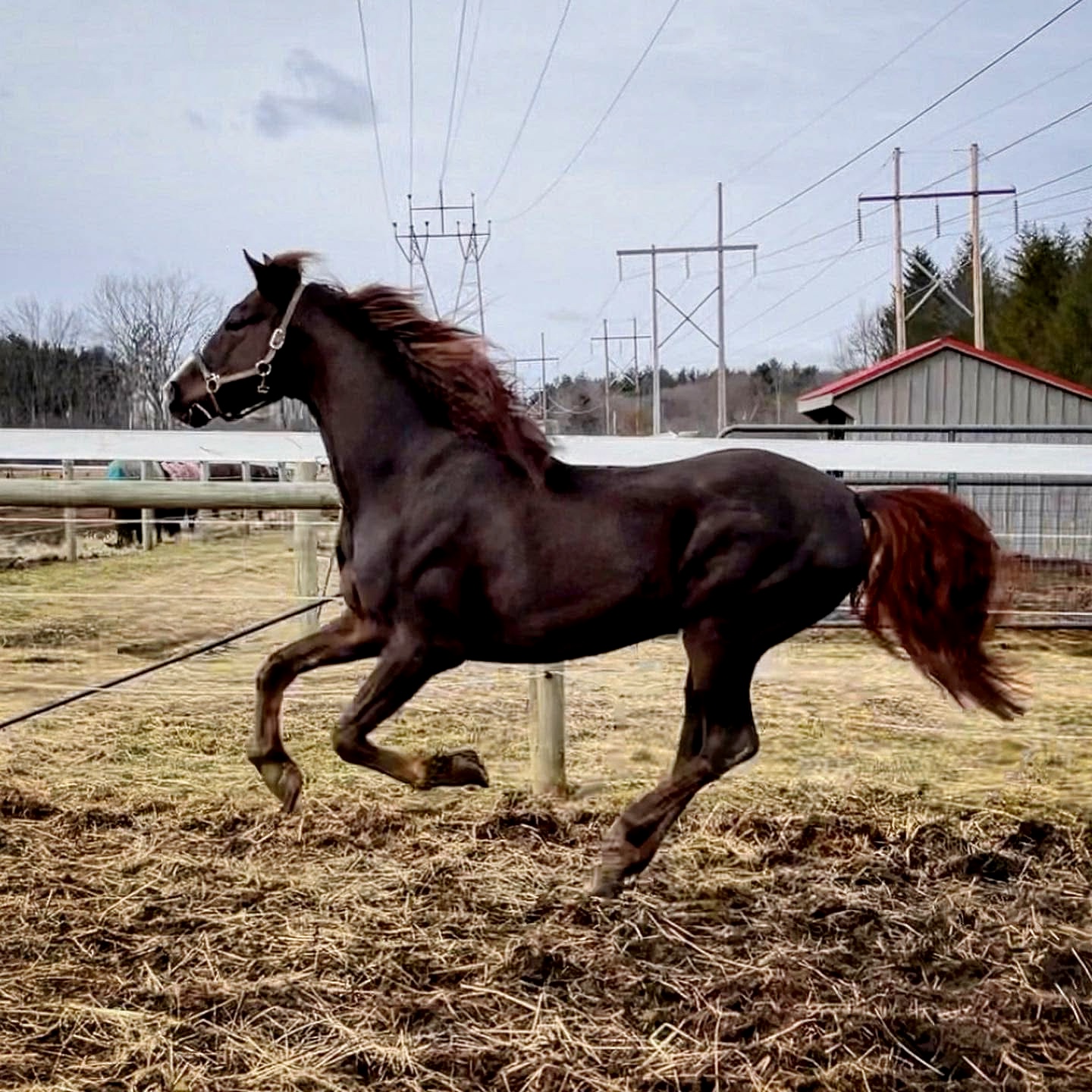 Clear Creek Zeus - Image 5