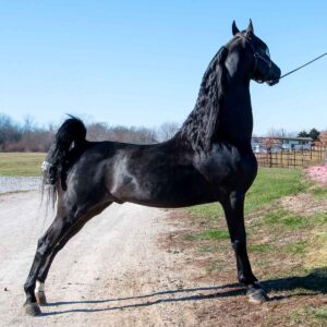 Acorn Ridge Take It Easy