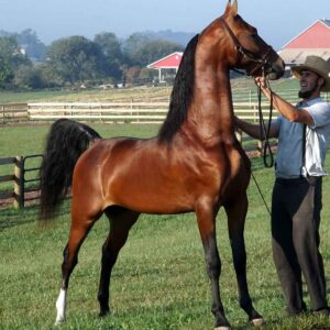 Totally Undone, Morgan stallion