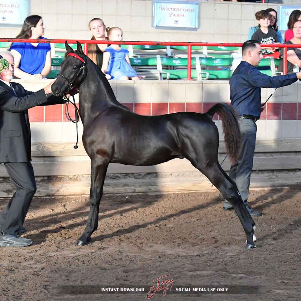 sired by equinox heirosmith