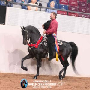 HRL Super Star Captivator GCH, Morgan stallion