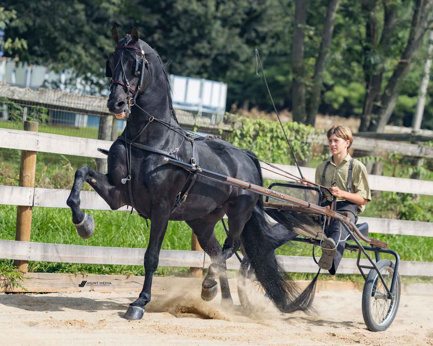 LCK Luke Skywalker, Morgan stallion