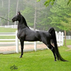 ledgefields jagged edge