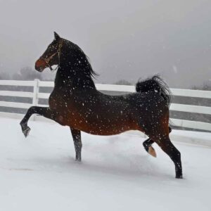 Pondview Tres Bien, Morgan stallion